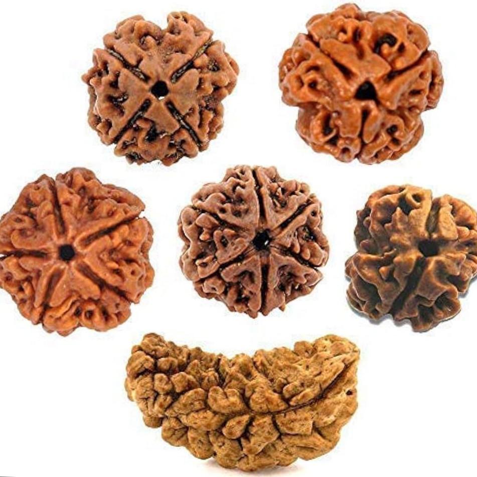 Nepali Rudraksh Beads